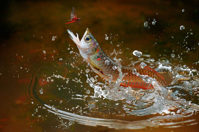 1014 - TO PREY ON-3 - YEH CHUN- LIANG - taiwan.jpg
